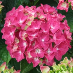 Hortensie rosa - Rosa Blütenpracht ohne Aufwand