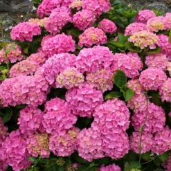 Hortensie rosa - Rosa Blütenpracht ohne Aufwand