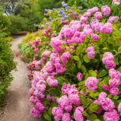 Hortensie rosa - Rosa Blütenpracht ohne Aufwand
