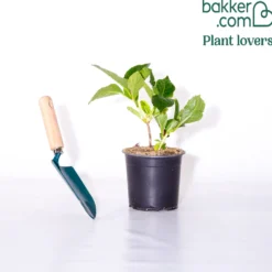 Hortensie rot 'Alpenglühen' - Kräftiges Rot ohne Aufwand
