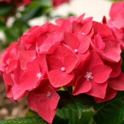 Hortensie rot 'Alpenglühen' - Kräftiges Rot ohne Aufwand