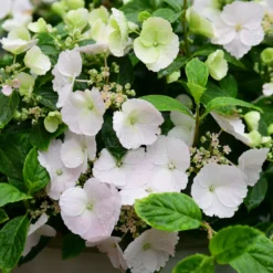 Hortensie Runaway Bride® Snow White - Blütenkaskade in Weiß