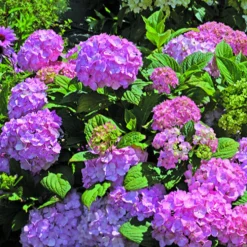 Hortensie So Long® Rosy - Rosa Blüten den ganzen Sommer