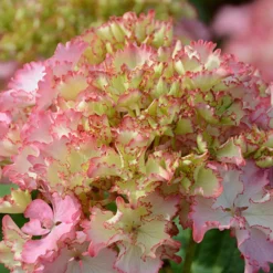 Hortensie So Long® Sunny - Rosa Blütenpracht ganz easy