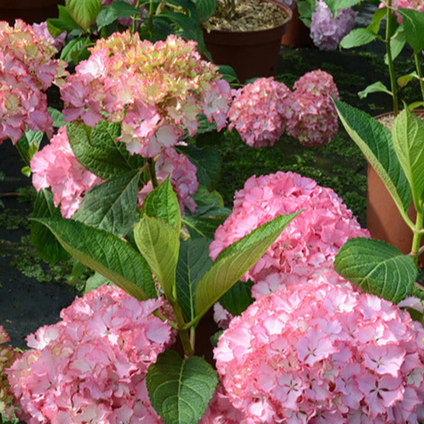 Hortensie So Long® Sunny - Rosa Blütenpracht ganz easy