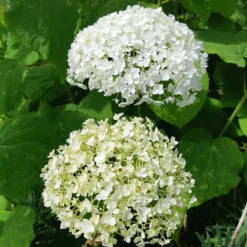 Hortensie 'Strong Annabelle' - Riesige Blüten, die halten