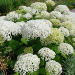 Hortensie 'Strong Annabelle' - Riesige Blüten, die halten
