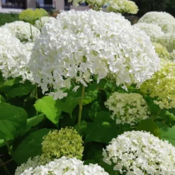 Hortensie 'Strong Annabelle' - Riesige Blüten, die halten