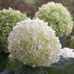 Hortensie 'Strong Annabelle' - Riesige Blüten, die halten