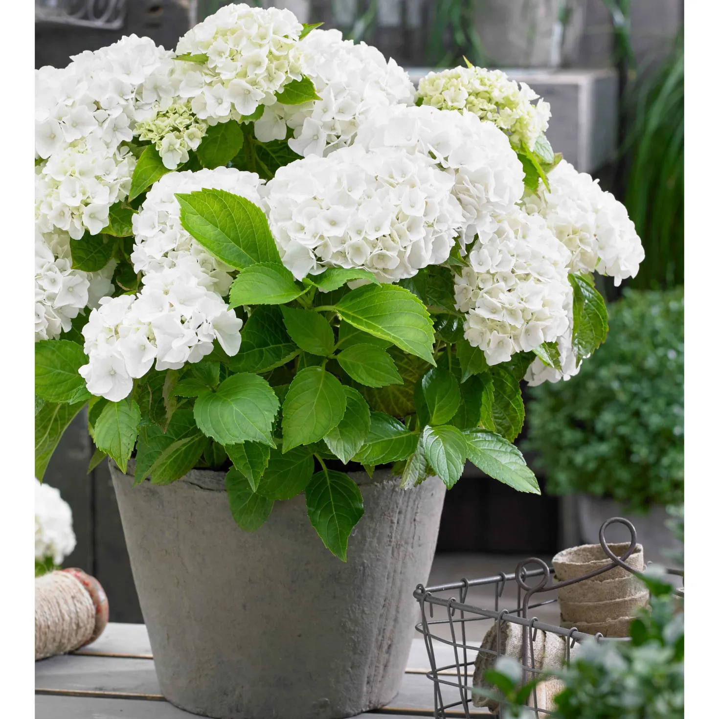 Hortensie weiß - Weiße Blüten sofort im Garten