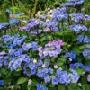 Hortensie Zorro Blue - Sattes Blau ganz ohne Mühe