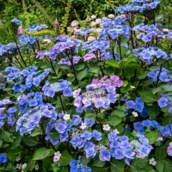 Hortensie Zorro Blue - Sattes Blau ganz ohne Mühe