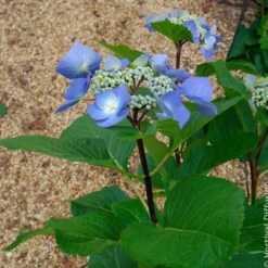 Hortensie Zorro Blue - Sattes Blau ganz ohne Mühe