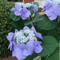 Hortensie Zorro Blue - Sattes Blau ganz ohne Mühe