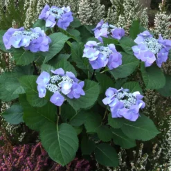 Hortensie Zorro Blue - Sattes Blau ganz ohne Mühe