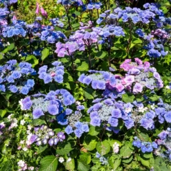 Hortensie Zorro Blue - Sattes Blau ganz ohne Mühe