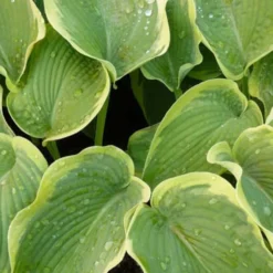 Hosta American Halo Funkia - Blattschmuck für den Schatten