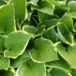 Hosta Aureomarginata Funkia - Sofort mehr Licht im Schatten