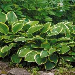 Hosta Aureomarginata Funkia - Sofort mehr Licht im Schatten