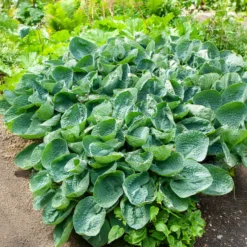 Hosta Big Daddy Funkia - Riesige blaue Blätter