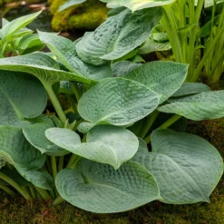 Hosta Big Daddy Funkia - Riesige blaue Blätter