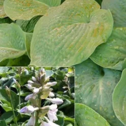 Hosta Bressingham blue Funkia