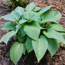Hosta Canadian Blue Funkia - Blaues Laub für Schattenplätze