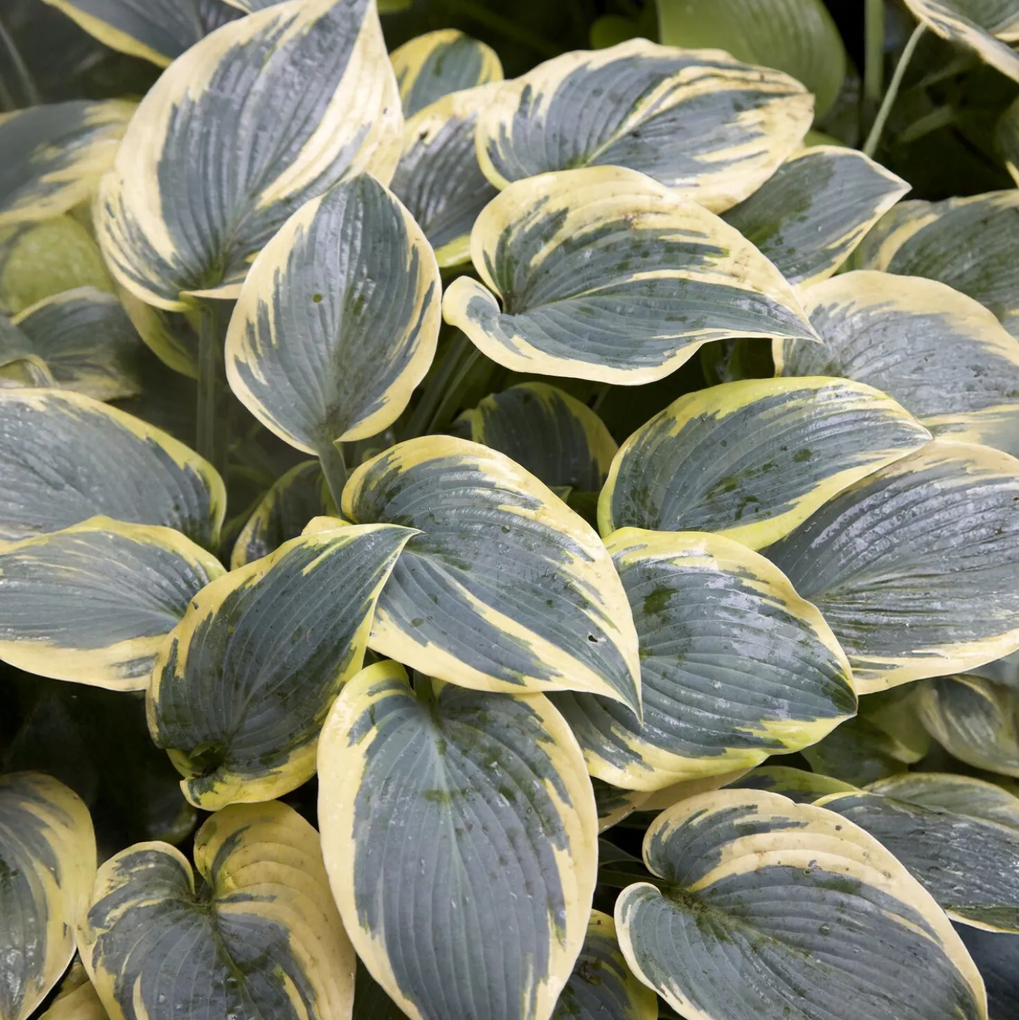 Hosta First Frost Funkia - Farbe für den Schatten