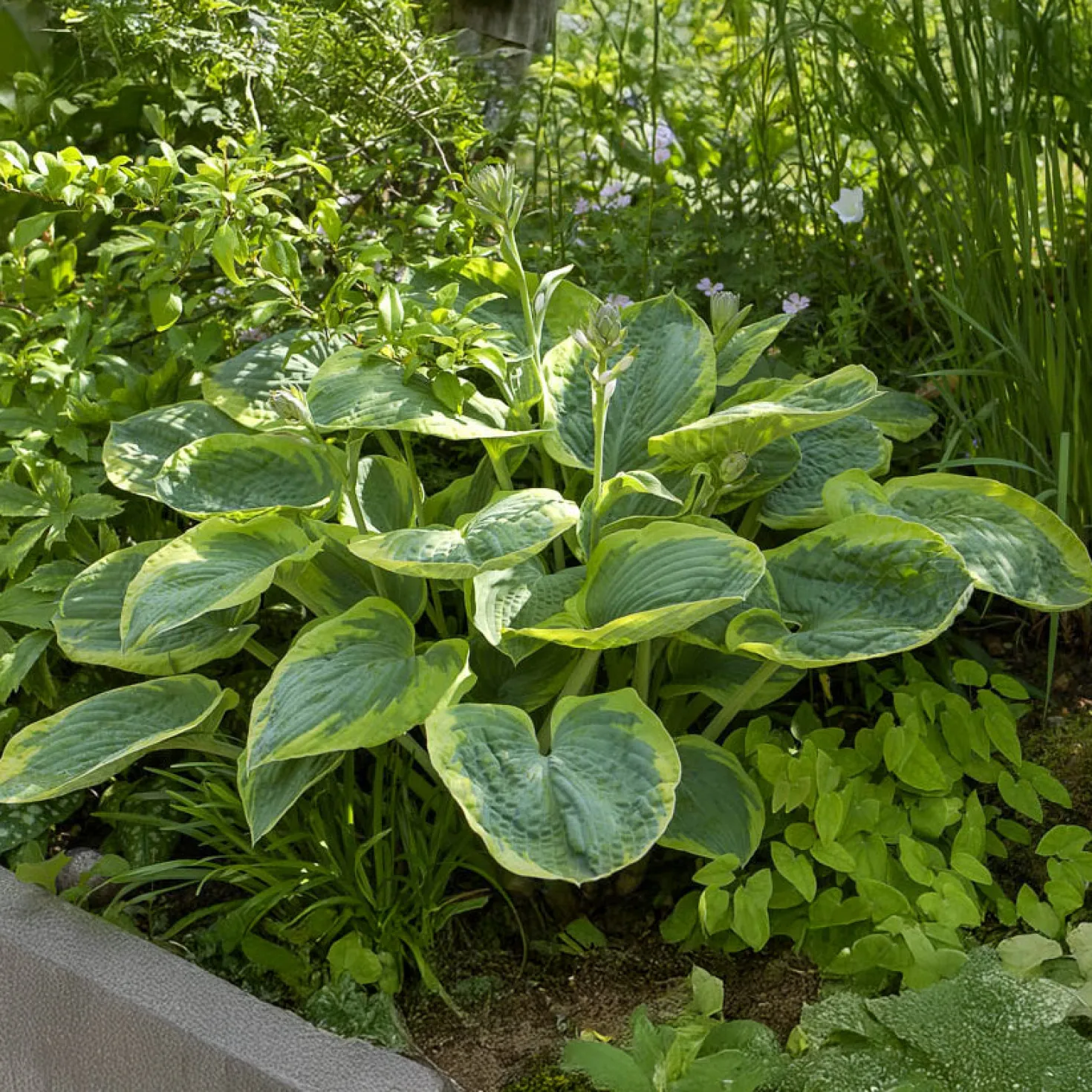 Hosta Frances Williams mit gelbem Rand - Schattenbeet mit Wow-Effekt