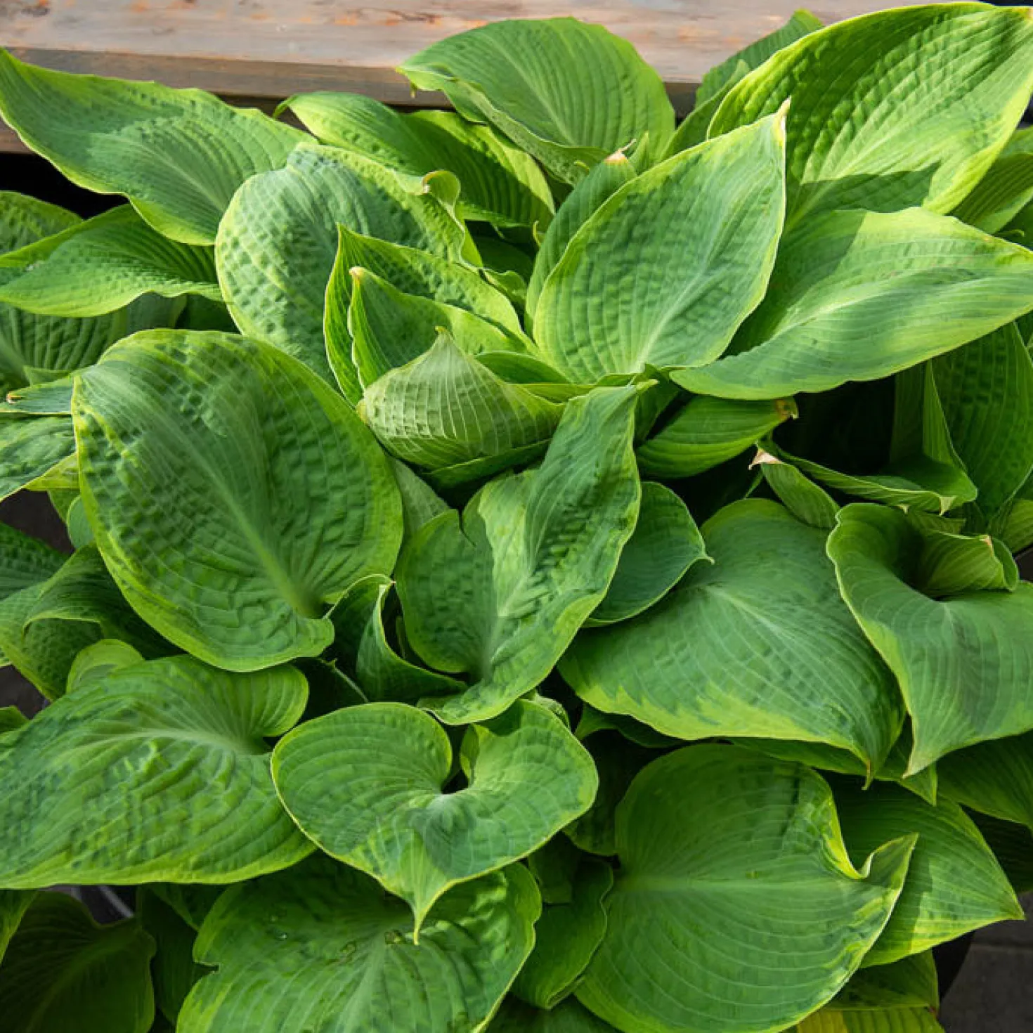 Hosta Frances Williams mit gelbem Rand - Schattenbeet mit Wow-Effekt