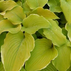 Hosta Lakeside Cha Cha Funkia