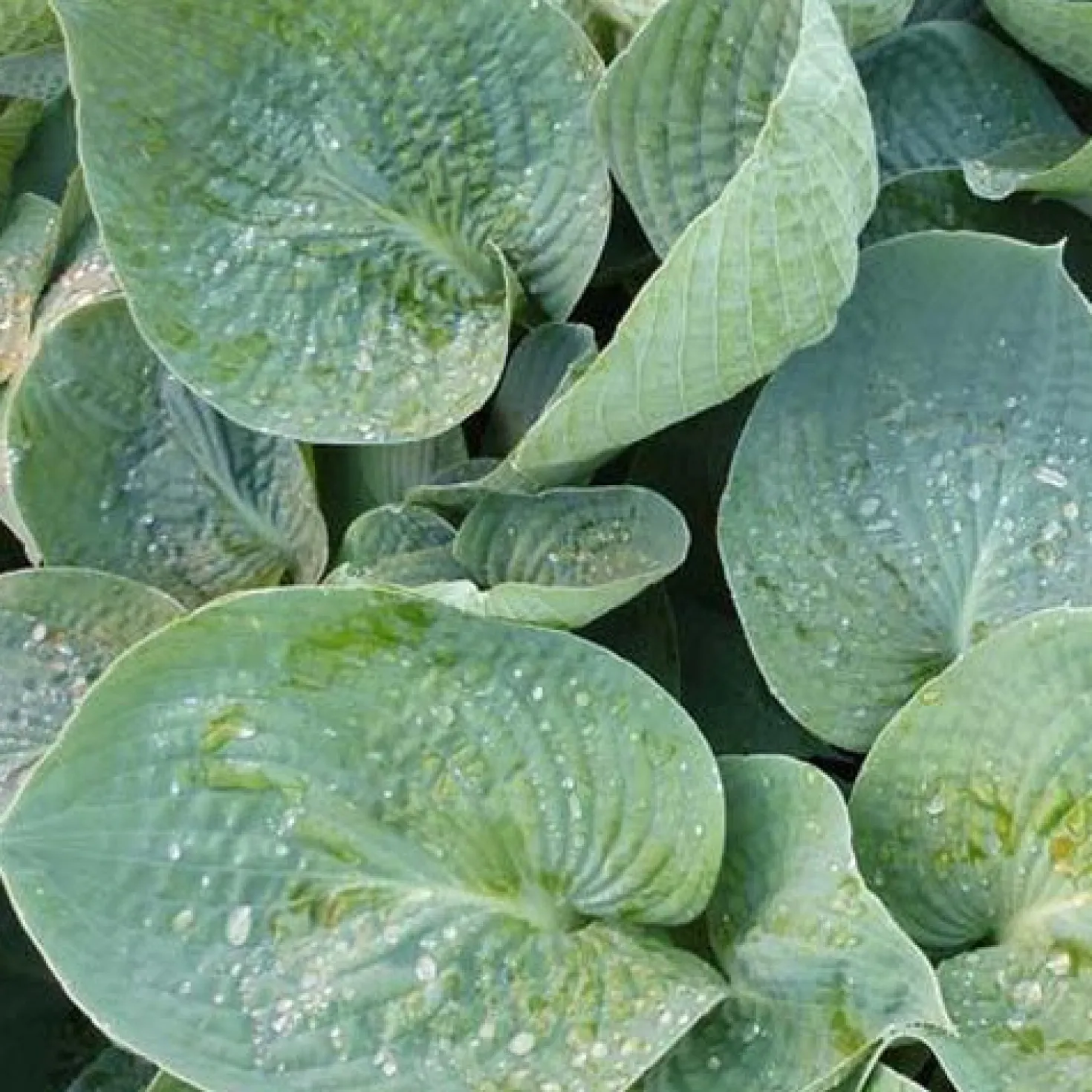 Hosta Love Pat Funkia - Blaugrünes Blattwunder im Schatten