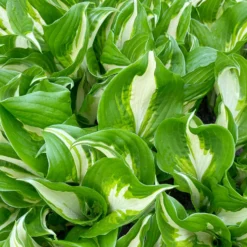 Hosta mit gewellten Blättern Mediovariegata - Helle Blätter im Schatten