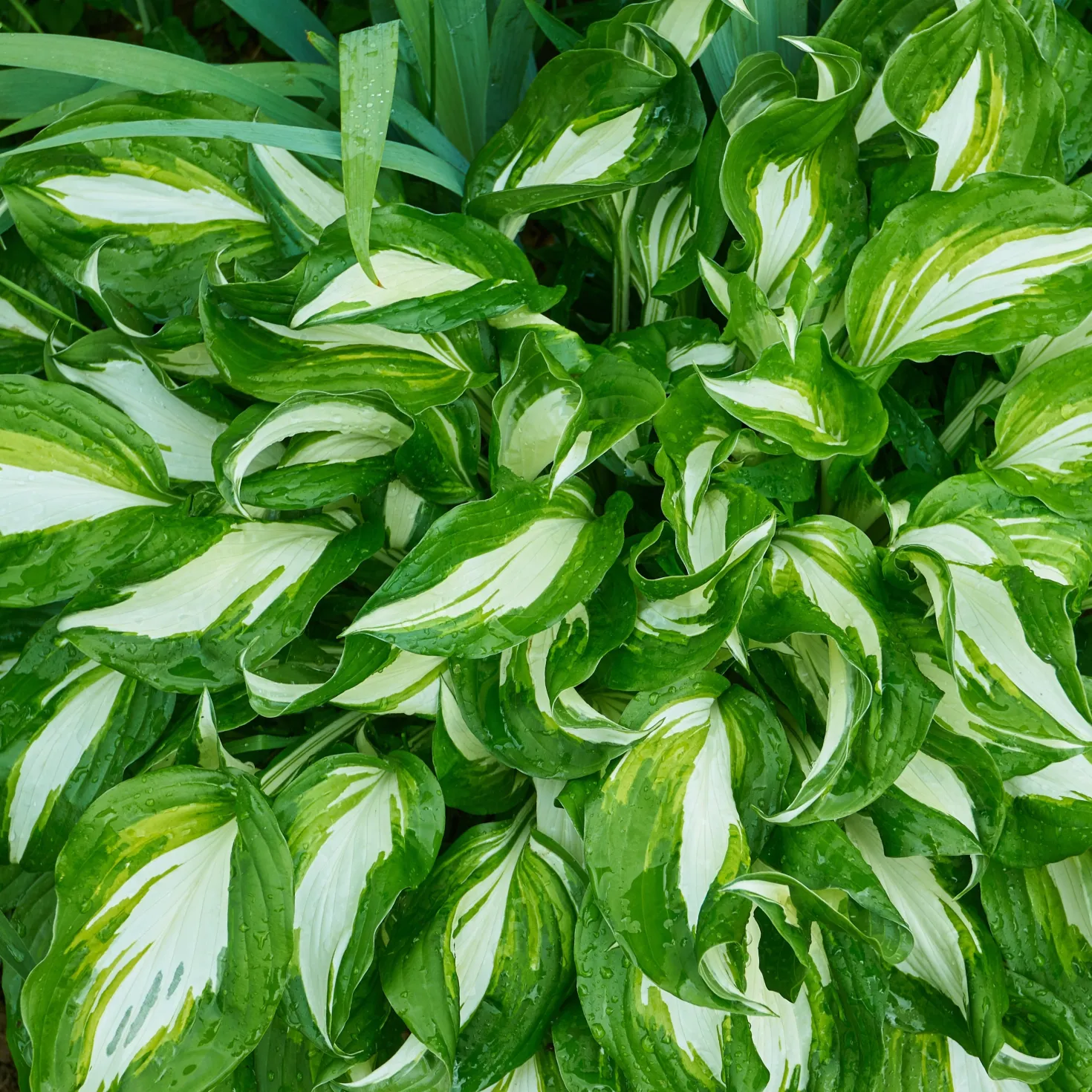Hosta mit gewellten Blättern Mediovariegata - Helle Blätter im Schatten