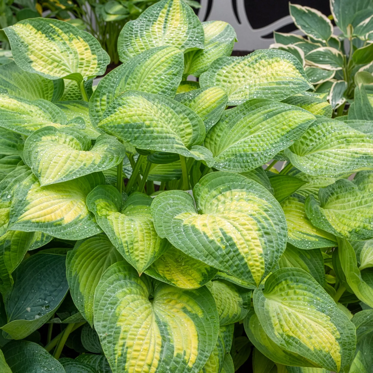Hosta Paul's Glory Funkia - Leuchtende Blätter im Schatten
