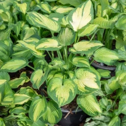 Hosta Paul's Glory Funkia - Leuchtende Blätter im Schatten