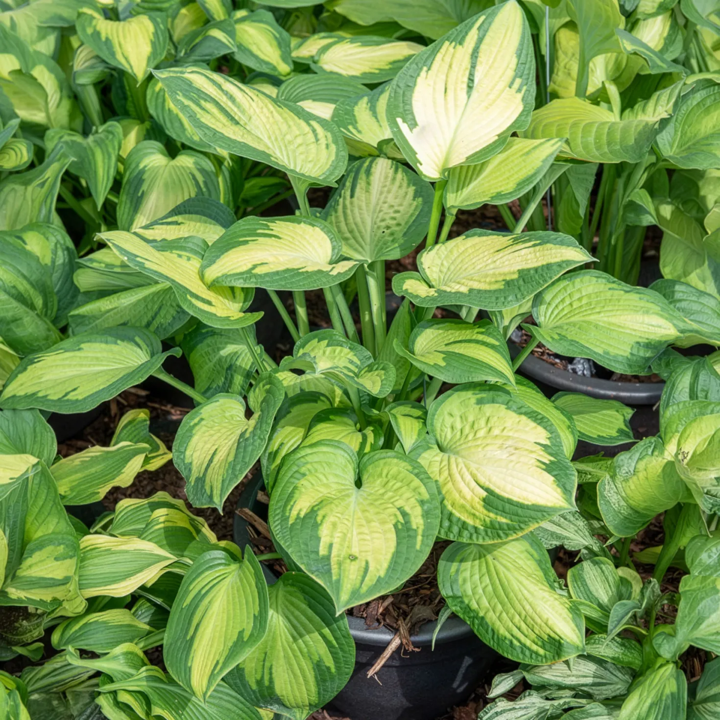Hosta Paul's Glory Funkia - Leuchtende Blätter im Schatten