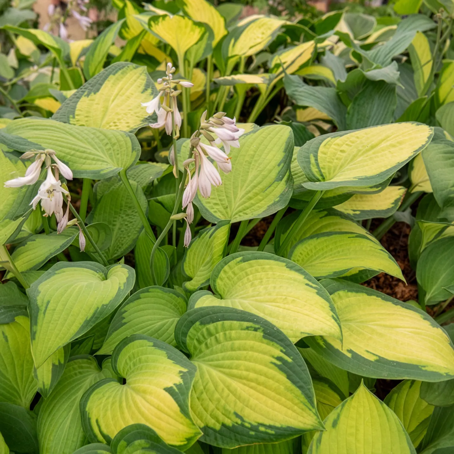 Hosta Paul's Glory Funkia - Leuchtende Blätter im Schatten