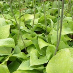 Hosta Red Cadet - Rote Stiele, sattes Blattgrün
