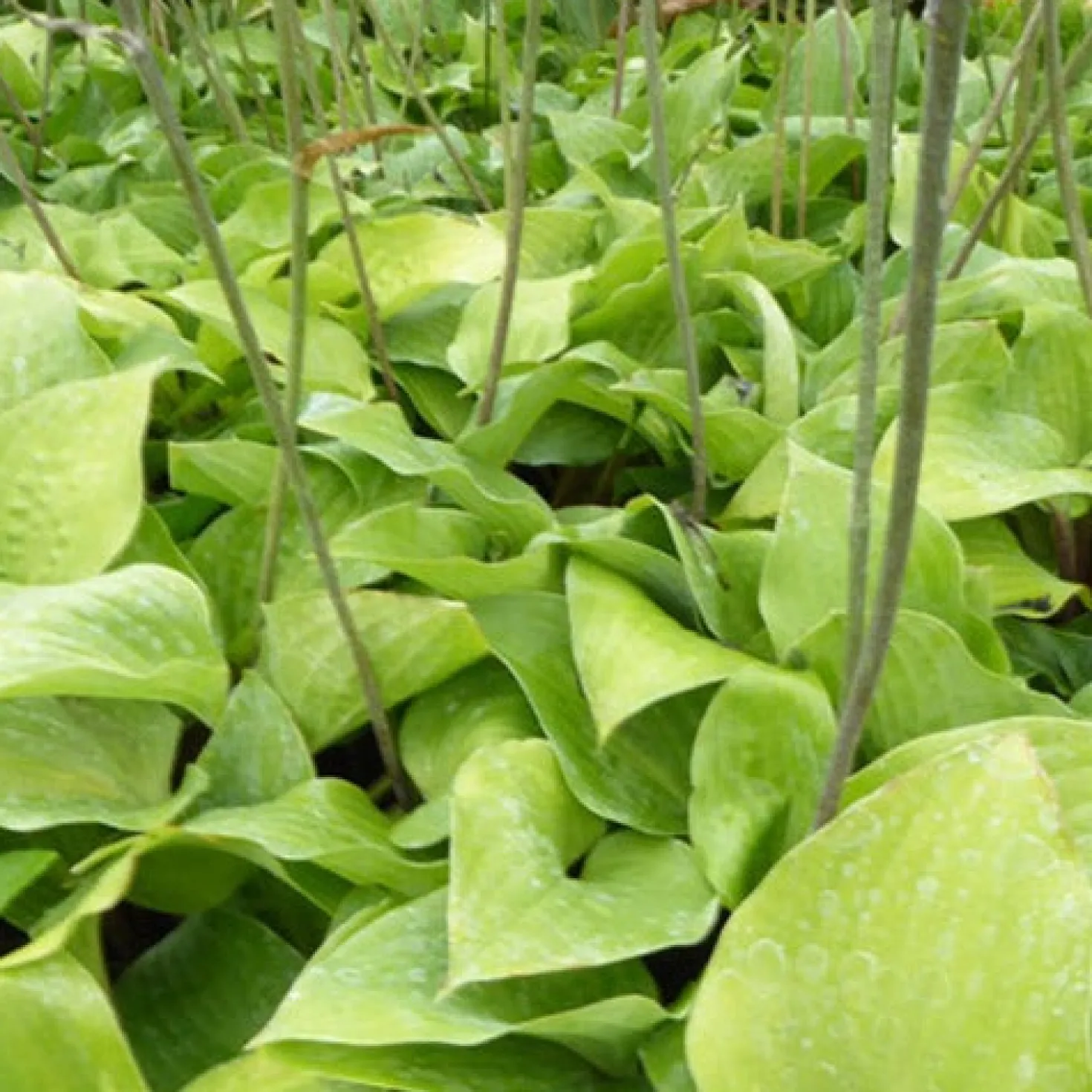 Hosta Red Cadet - Rote Stiele, sattes Blattgrün