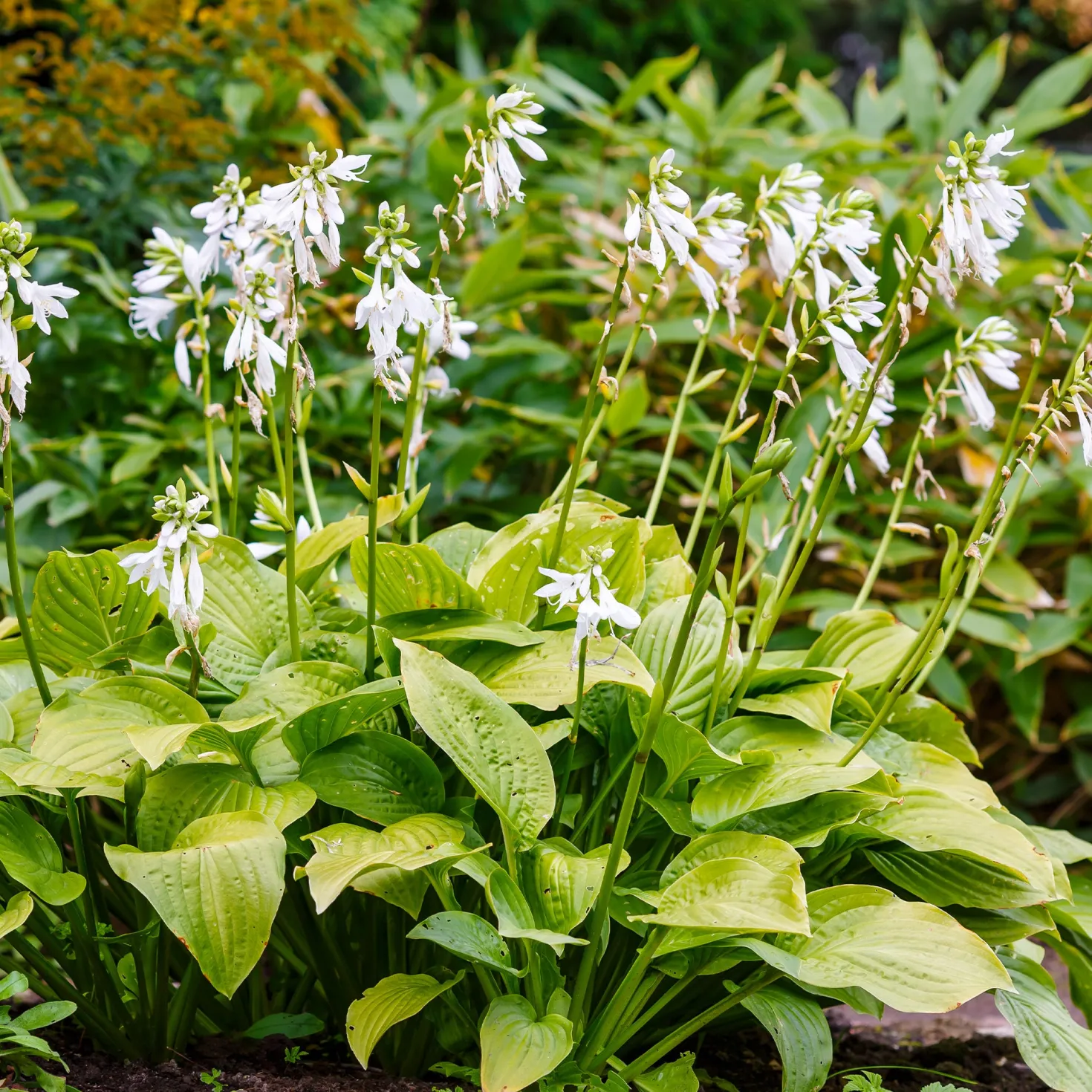 Hosta Royal Standard - Duftende Blüten im Schatten
