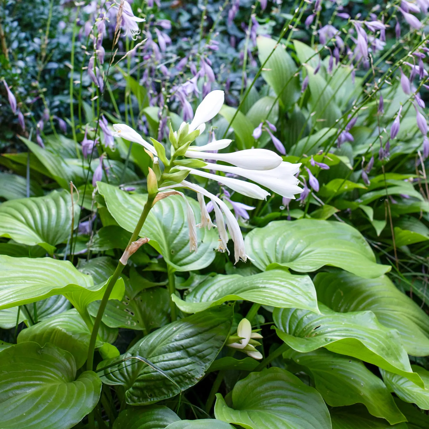 Hosta Royal Standard - Duftende Blüten im Schatten
