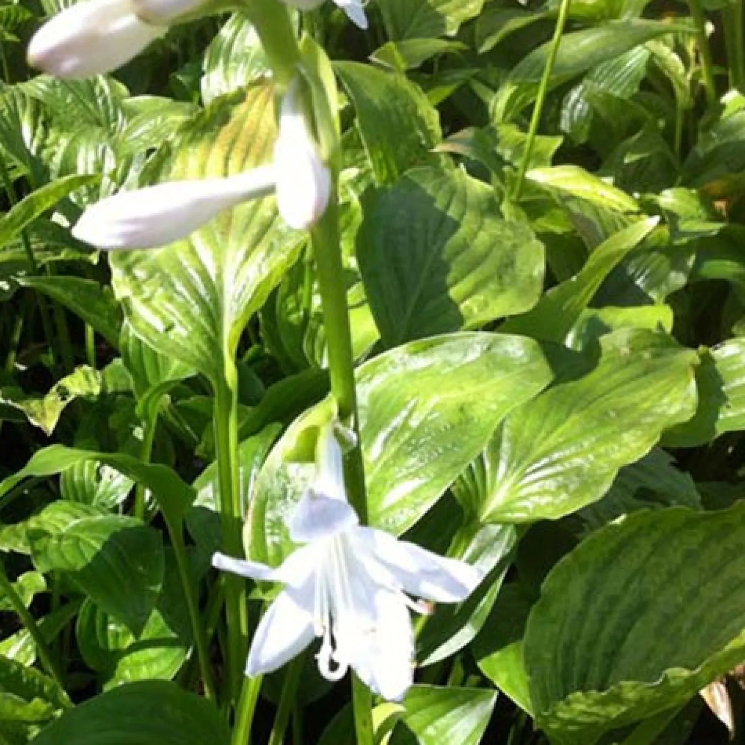 Hosta Royal Standard - Duftende Blüten im Schatten