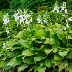 Hosta Royal Standard - Duftende Blüten im Schatten