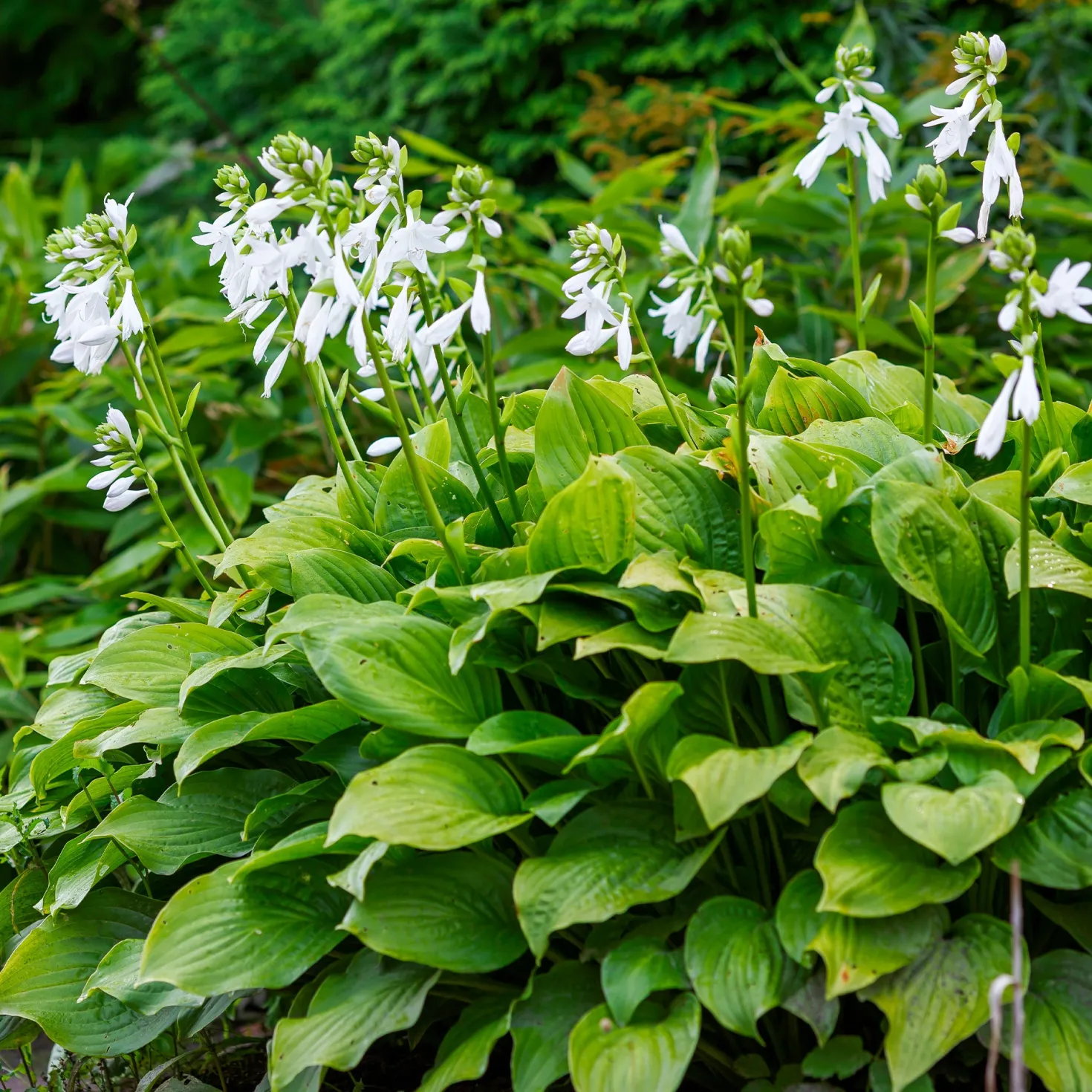 Hosta Royal Standard - Duftende Blüten im Schatten
