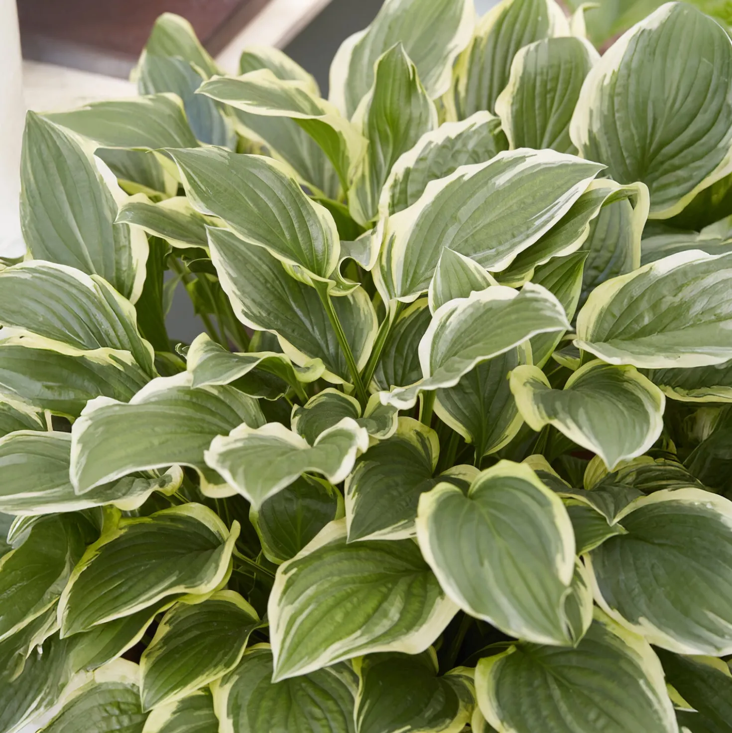 Hosta So Sweet Funkia - Duftende Blüten im Schatten
