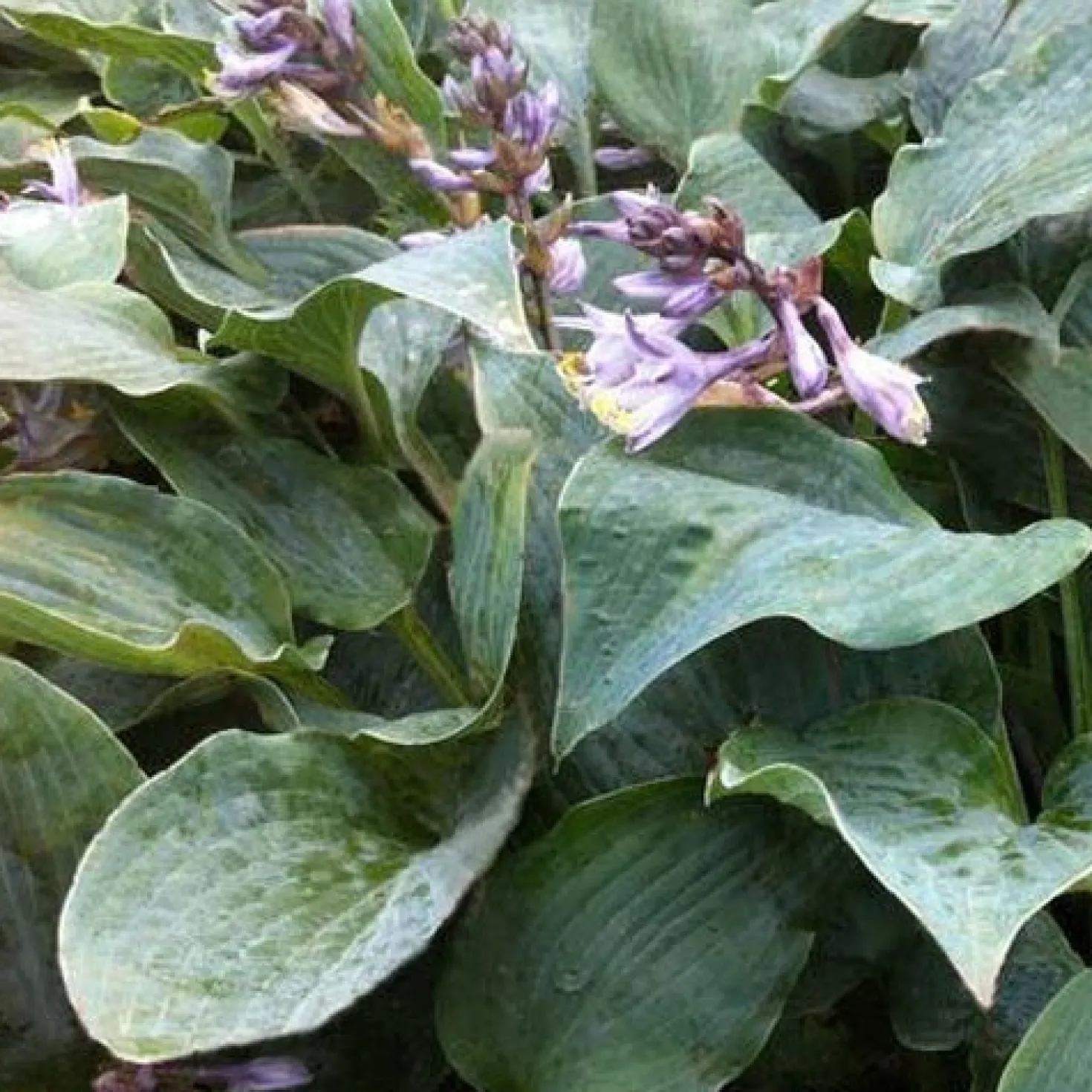Hosta Winfield Blue Funkia