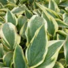 Hosta Wolverine Funkia