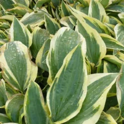 Hosta Wolverine Funkia