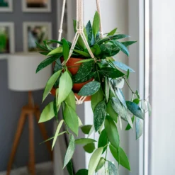 Hoya ‘Gracilis’ - Duftende Blüten ganz einfach